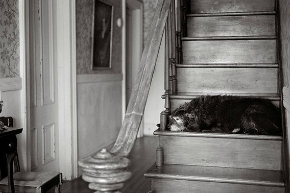old_dogs_27