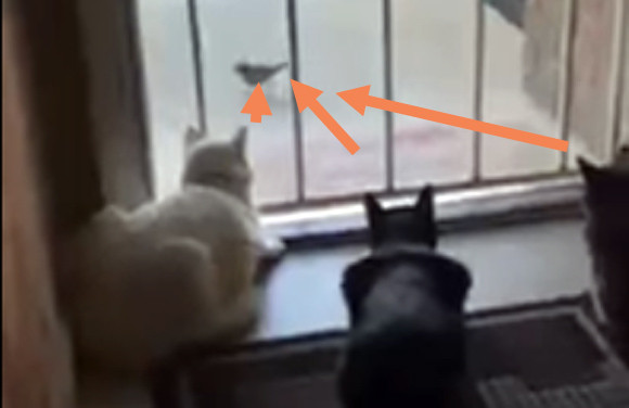 まったりと窓の外の鳥を鑑賞していた猫たちにまさかのハプニング