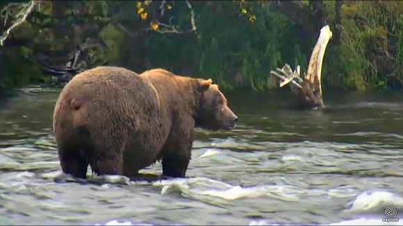 ヒグマたちがアラスカの川に帰ってきた！ライブカメラでその姿を堪能できるぞ！