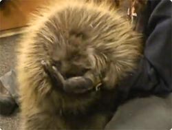 ヤマアラシがこんなに人懐こいとは！！自分を犬かなんかと勘違いしているヤマアラシの「スティンキー」ちゃん