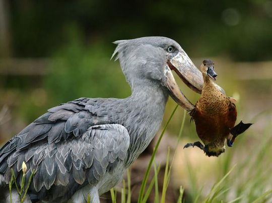 animals_64_01