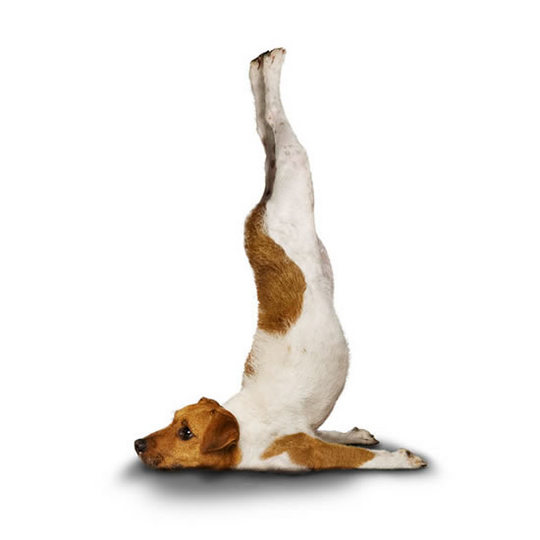 yoga-dogs6