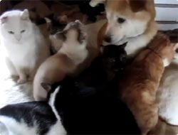 猫ハーレムでまさにリア獣な犬