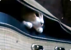 【動画】オレにできないことなどなにもない！生後4ヶ月の猫のリッチーさんがポケモンレベル！！