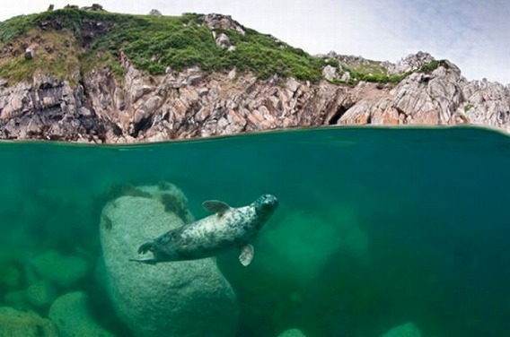 the_best_wildlife_photos_for_11