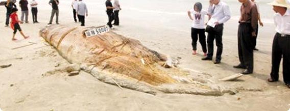 中国で体長17メートルもの未知の魚が打ち上げられる