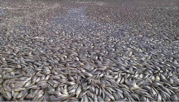ニューヨークの運河を埋め尽くさんばかりの魚の大量死