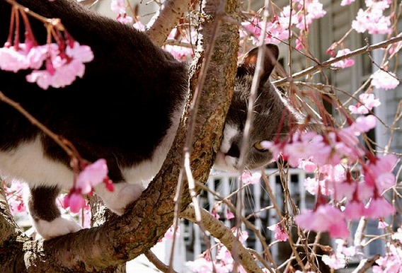 cherry_blossom_tree_cats_18