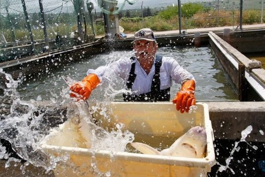 1258610603_how_black_caviar_is_made_19