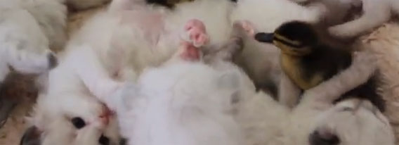 猫とアヒルが力を合わせすぎて巨大毛玉に変貌