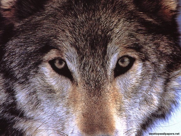 歴史上有名な10匹のオオカミと人狼伝説