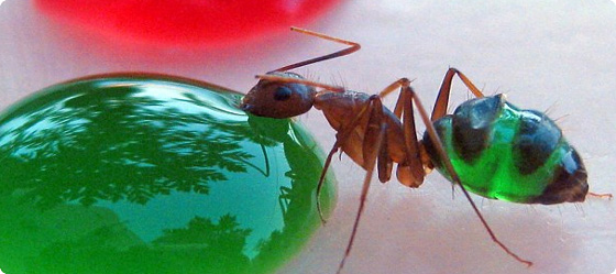 アリのおなかは透明だった。飲んだ色水と同じ色に染まっていくカラフルなアリたち
