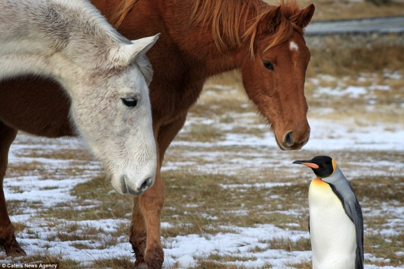 「ぼく、わるいペンギンじゃないよ」。はぐれペンギンが馬の仲間に加わった（フォークランド）
