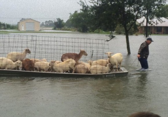 洪水から動物たちを救うため、人類が築き上げるノアの箱舟（米ルイジアナ州）