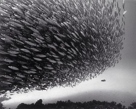 fish_02