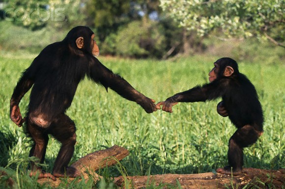 ボノボ、チンパンジー、オランウータンなどの類人猿は嘘か真実かを見抜くことができる（ドイツ研究）