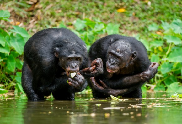 動物界での同性愛は自然なこと。チンパンジーの仲間、ボノボはほぼバイセクシャル