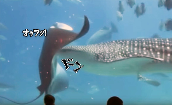 腹部にドスッ！水中の巨大生物ジンベイザメとマンタの正面衝突映像（アメリカ）