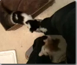 猫