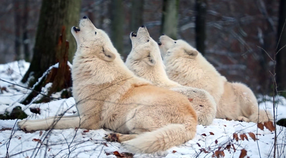 オオカミの遠吠えは、どうしてこんなに心にしみ入るのだろう？狼たちの遠吠え映像総集編
