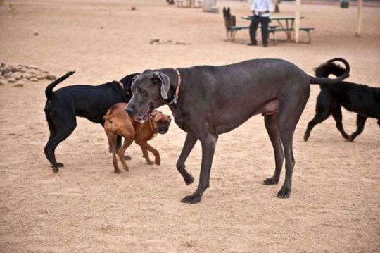 Worlds_Tallest_Dog_11