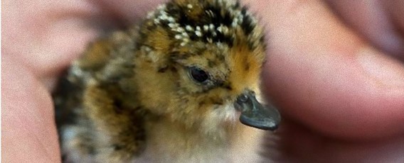 スプーンみたいなくちばしが特徴の絶滅危惧種「ヘラシギ」の赤ちゃんが生まれたよ