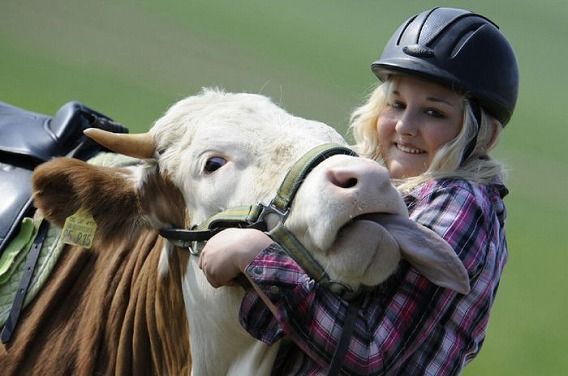 amazing_show_jumper_cow_03
