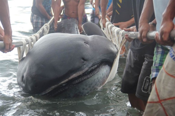 幻の巨大サメ、4.5メートルのメガマウスの死骸が漁網にかかる（フィリピン）