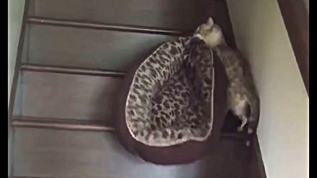 これで2階で寝るんニャイ。ふわふわベッドを必死に運び上げる猫