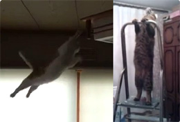 【動画】天井の照明器具と戦う２匹の猫、同じ末路をたどる