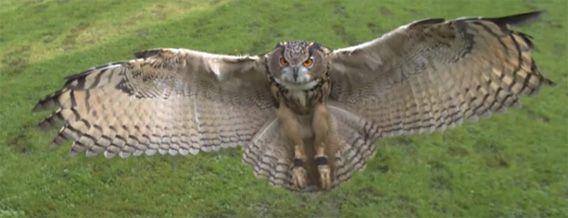 迫りくるワシミミズク！画面に向かってグングン飛んでくる高画質映像