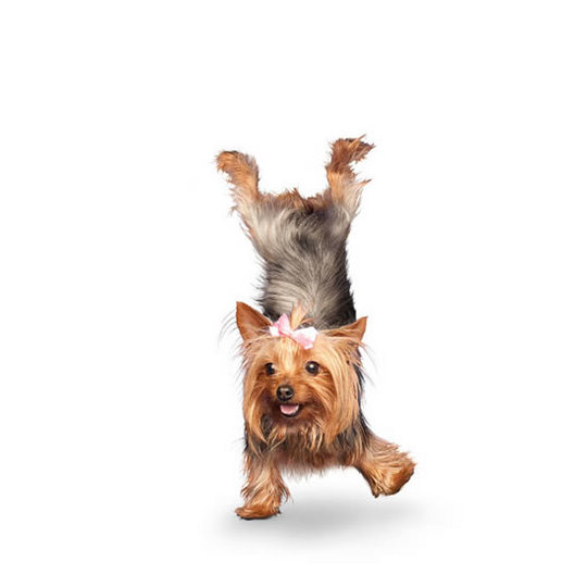 yoga-dogs4