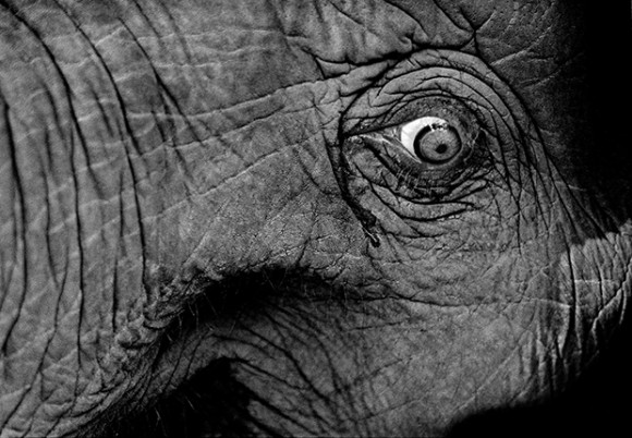 愛されて虐げられる。象と東南アジアの人々の複雑な関係を記録した写真