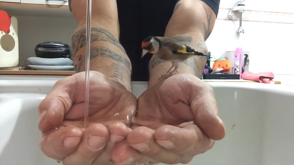 訓練された鳥は飼い主の手の中で水を飲み、水遊びをする