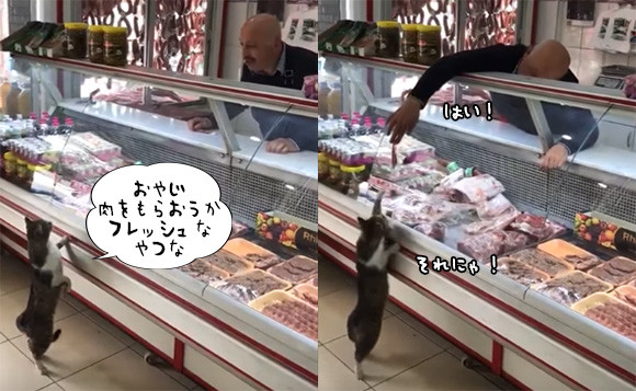 猫が肉屋に買い物に来た？おじさんに注文し肉を受け取る顧客としての猫（トルコ）