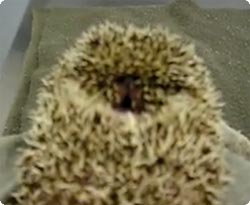 赤子のように鳴くハリネズミ