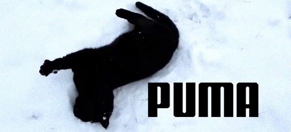 「た、楽しいじゃないか！」雪をたしなむ猫たちの動画総集編
