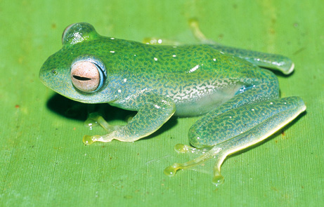 090505-06-new-amphibians-boophis-frog_big