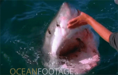 マネるな危険！サメを恐れない男のサメなで攻撃