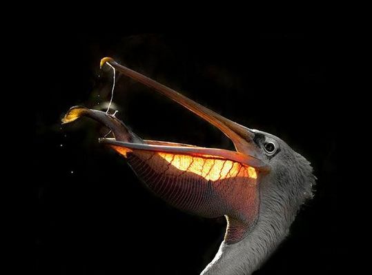 animals_77_08