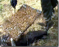 ハチ1000匹でノートパソコンは持ち上がるのか試してみた