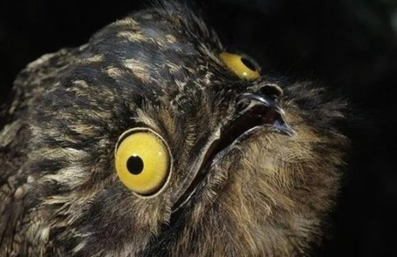 キャラ立ちがすごすぎて一度見たら忘れられない怪鳥「タチヨタカ」に関する10の事実