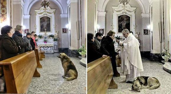またここで会えることを信じて・・・飼い主女性亡き後、一緒に通っていた教会に毎日出向き女性の姿を探す犬（イタリア）