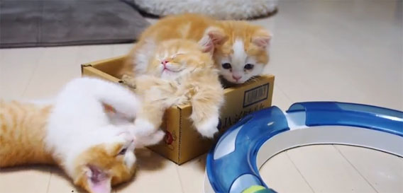 3匹の子猫とおかん