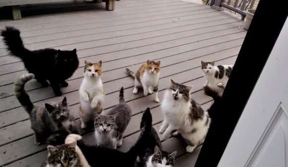「ごはん！ごはん！ごはん！」夕食をねだる猫集団の大合唱がピタリと鳴きやむ唯一の方法とは？