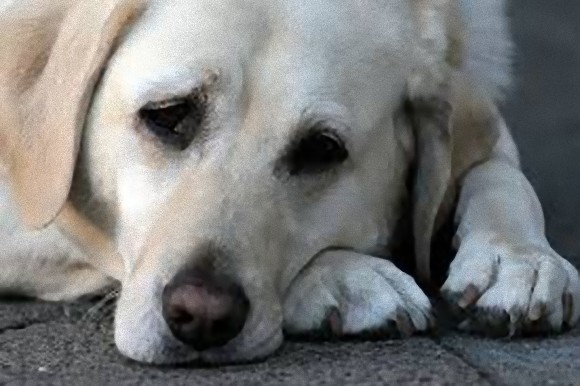 犬はまったく面識のない人の感情すら読み取ることができる（ニュージーランド研究）
