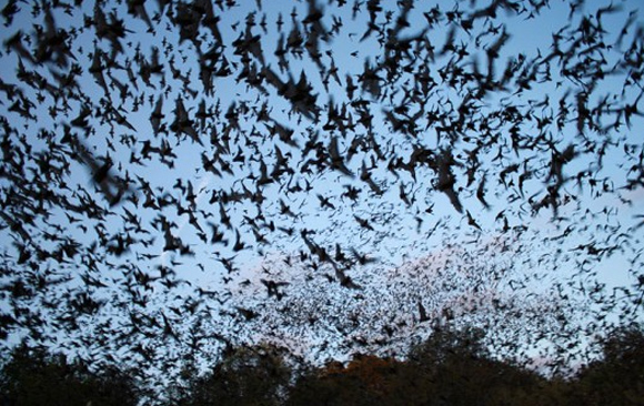 10万匹以上のコウモリが大量死。熱波に苦しむオーストラリアの今