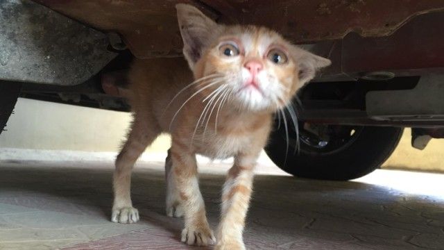 車の下で悲しそうな目をしていた子猫、6か月後にこんなにかわいい甘えん坊猫に