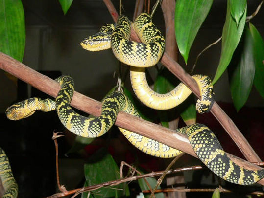 Snake-Temple-Penang9