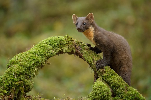 「かわいらしい小動物が盛りだくさん。オランダの森に住む動物たちを撮影した森の住人たちのリアルライフ写真」の画像 カラパイア